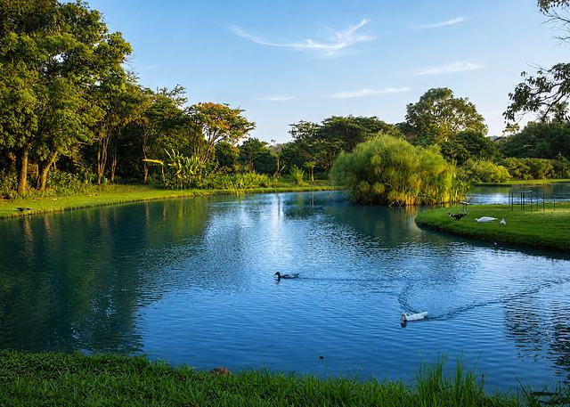 El lago de la hacienda con patos al atardecer