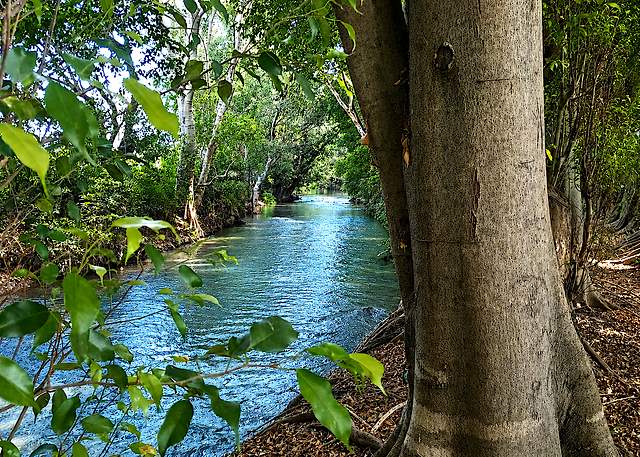 El río corriendo entre los árboles
